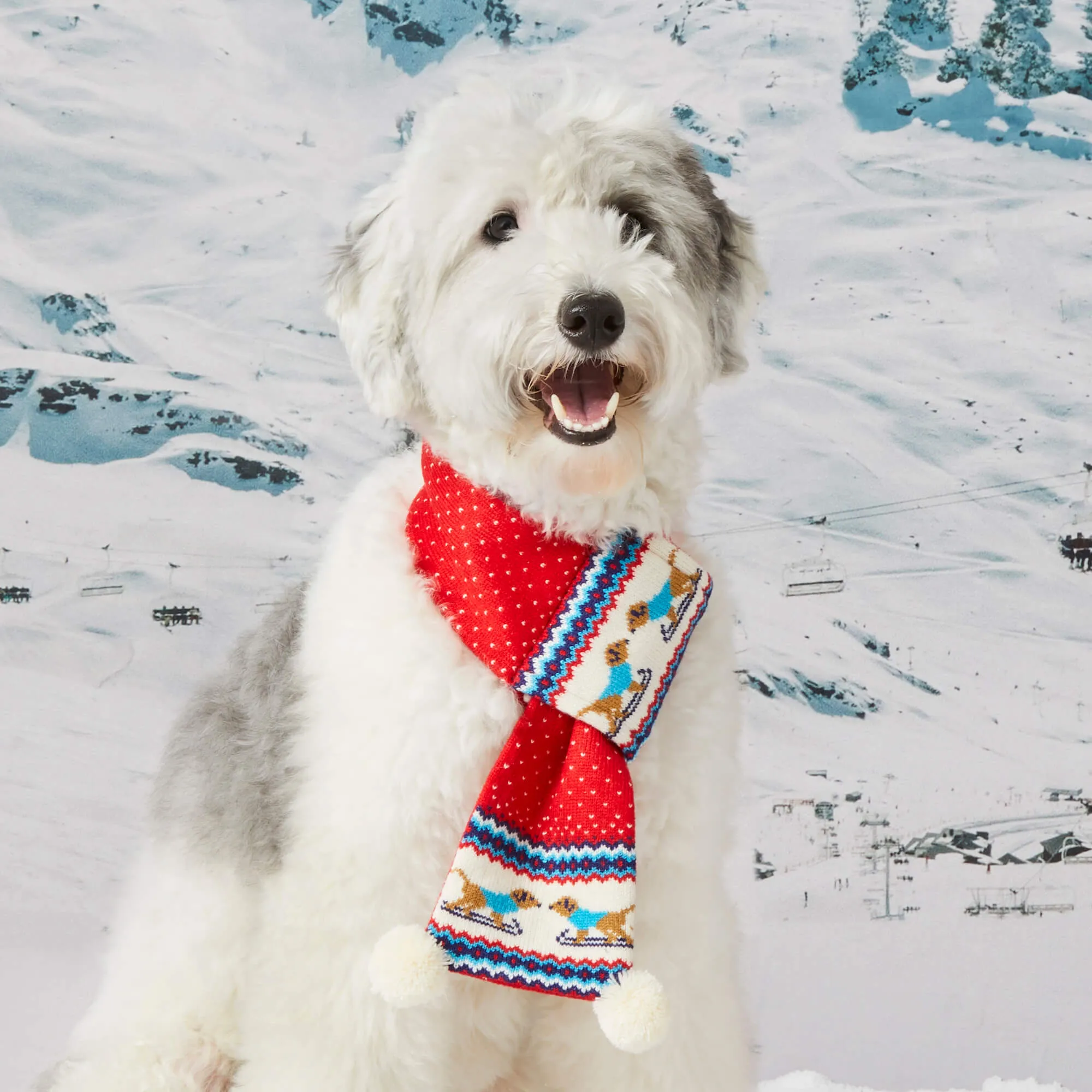 Gray Malin x TFD Hit the Slopes Knit Dog Scarf