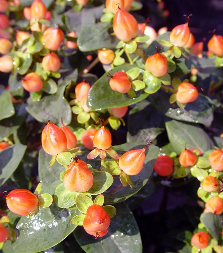 Pumpkin St. Johns Wort